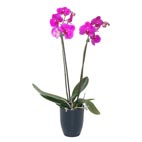 Pink Orchid In Pot